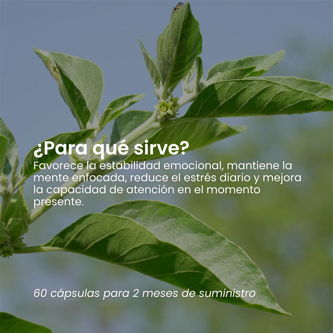 ASHWAGANDHA - 60 CAPS