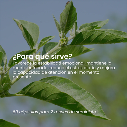 ASHWAGANDHA - 60 CAPS